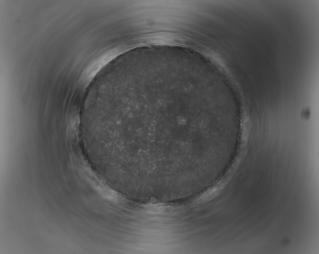 X0000116121065200912211649