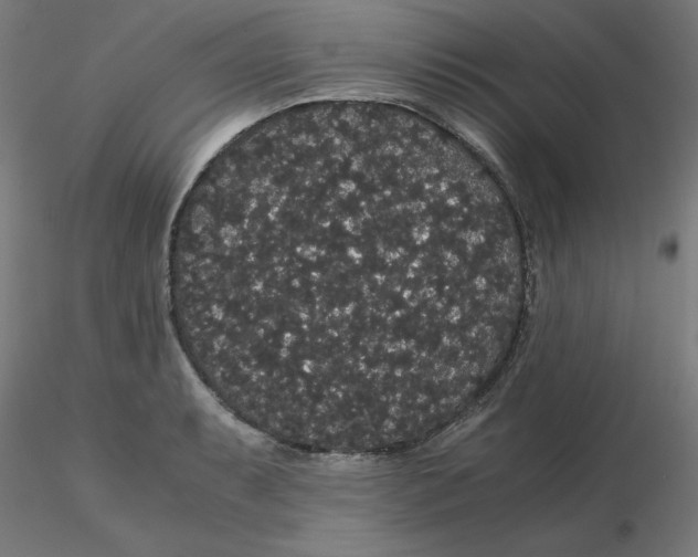 X0000116121087200912211649