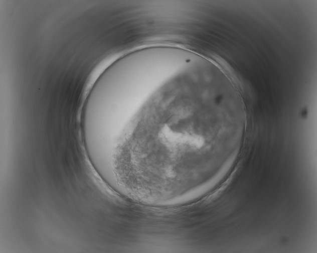 X0000116121196200912211647