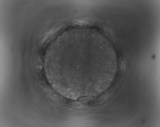 X0000116121253200912211646