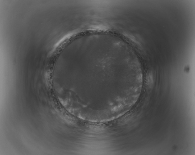 X0000116121254200912211646