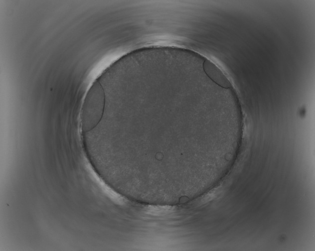 X0000116121285200912211646