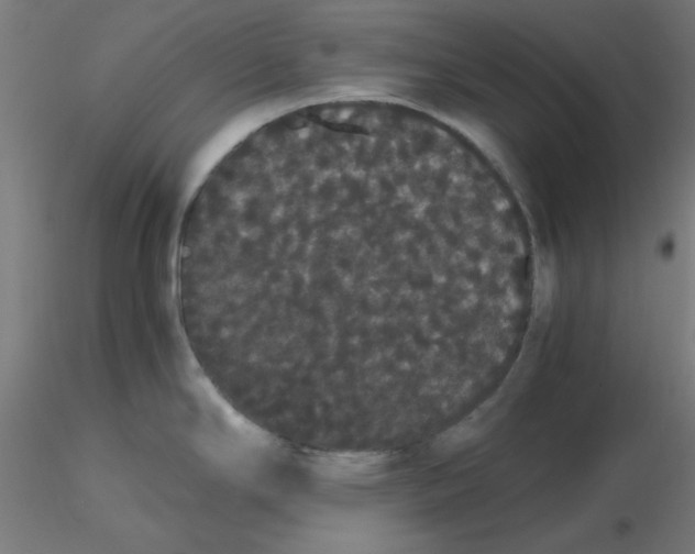 X0000116121294200912211646