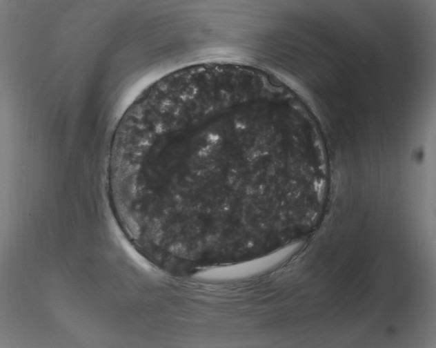 X0000116121383200912211645