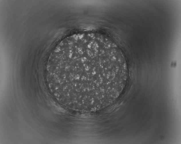 X0000116121393200912211644