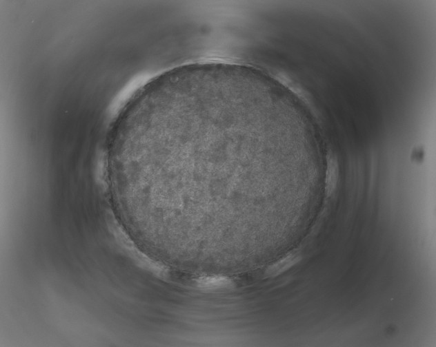X0000116121454200912211644