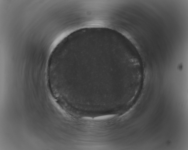 X0000116121469200912211644
