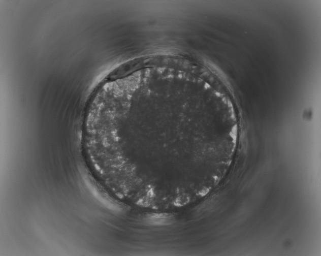 X0000116120059201001040959