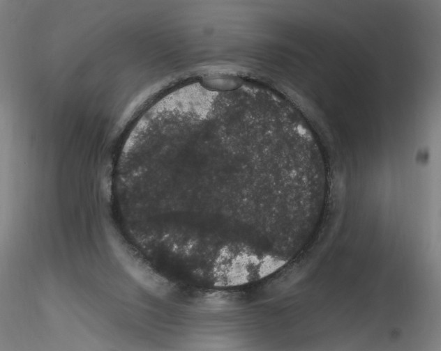 X0000116120064201001040959