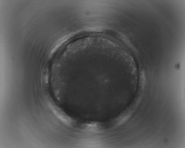 X0000116120068201001040959