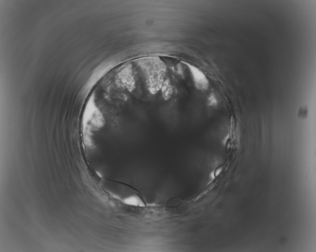 X0000116120099201001040959