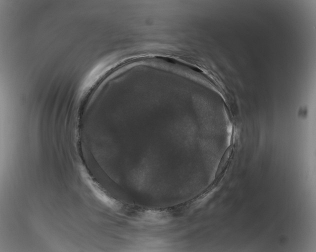 X0000116120101201001040959