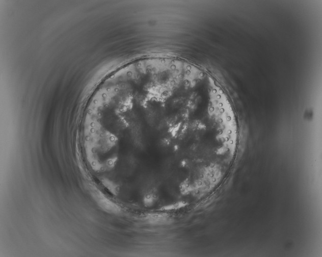 X0000116120145201001040957