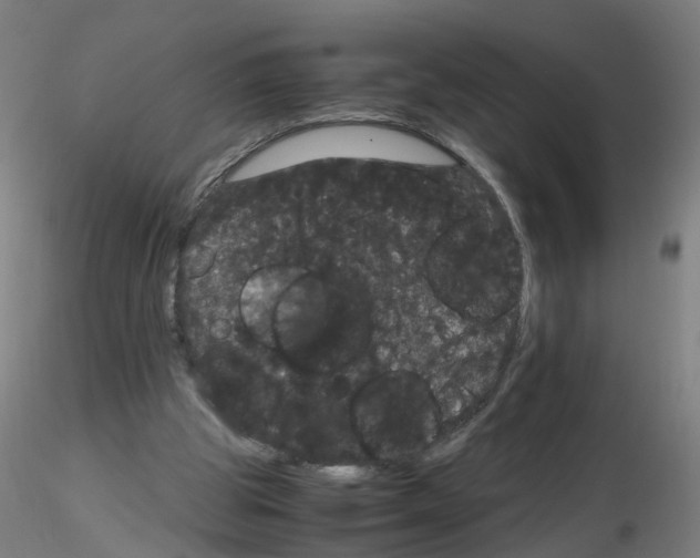 X0000116120153201001040957