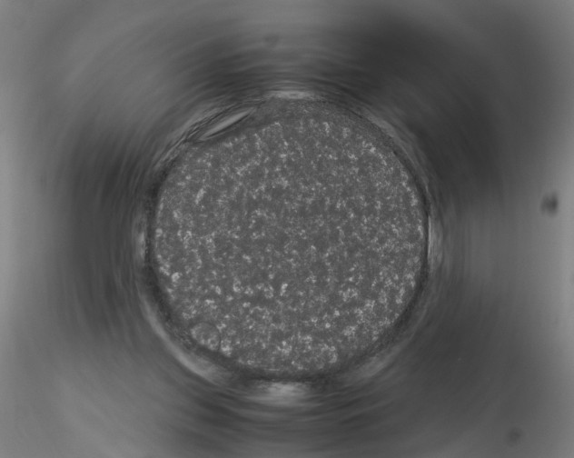 X0000116120157201001040957