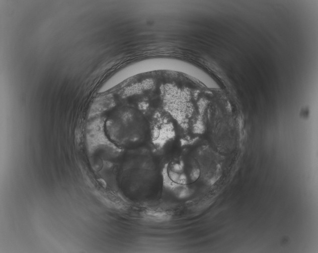 X0000116120161201001040958