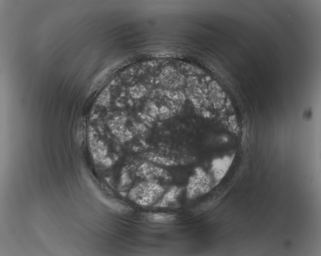 X0000116120165201001040958