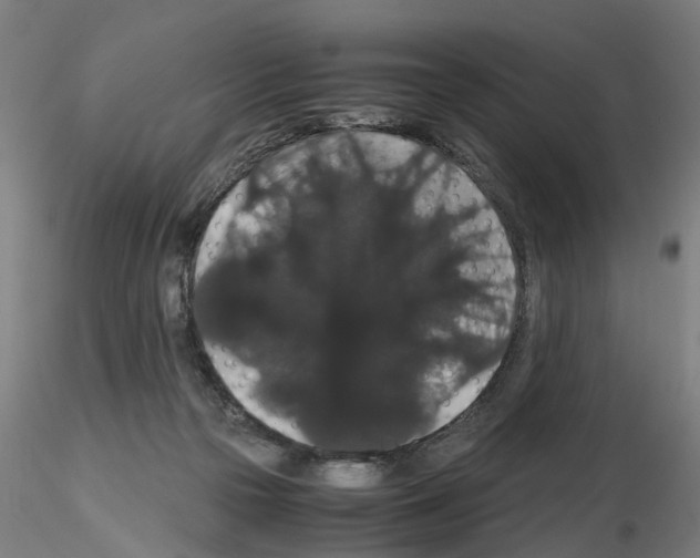 X0000116120169201001040958
