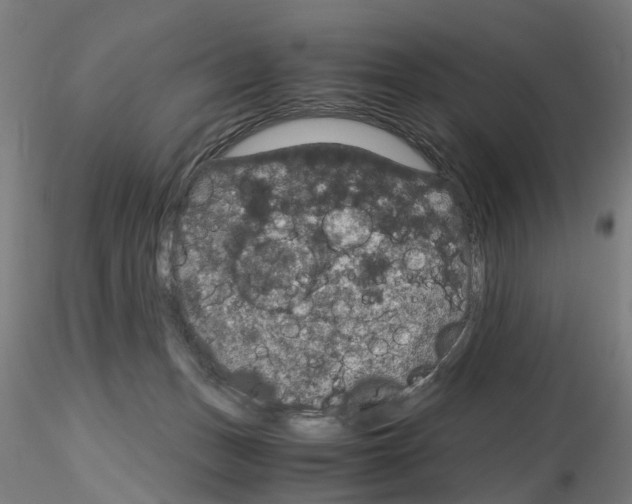 X0000116120175201001040958