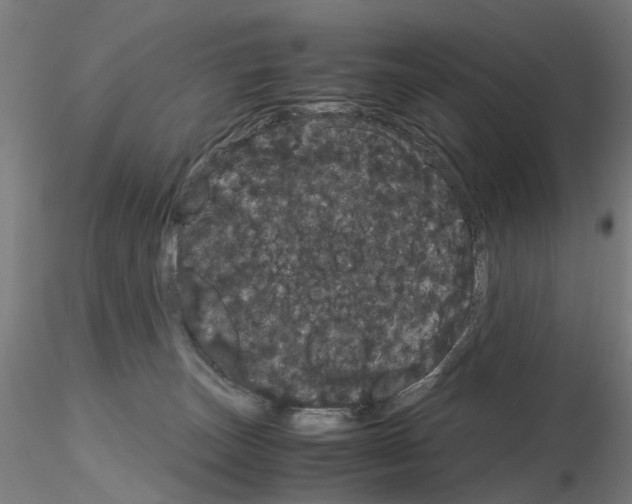X0000116120179201001040958
