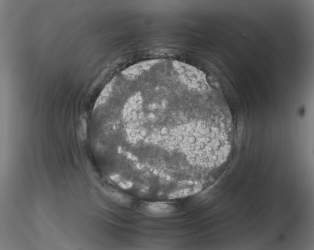 X0000116120183201001040958