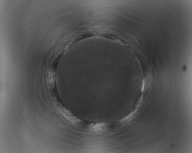 X0000116120186201001040958