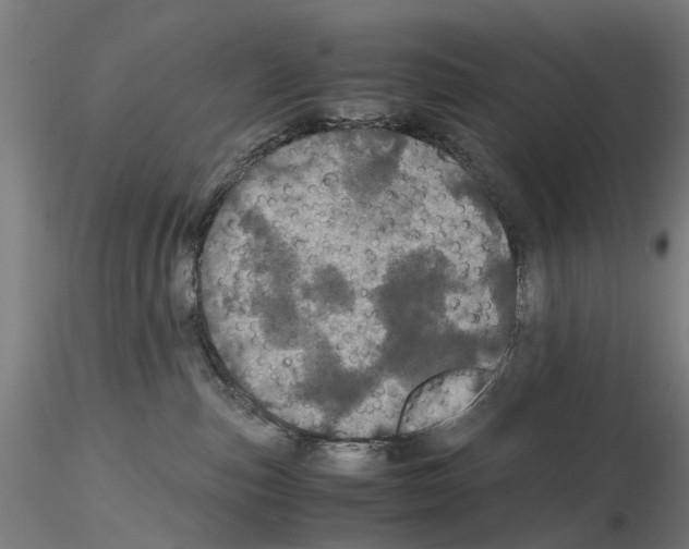 X0000116120187201001040958