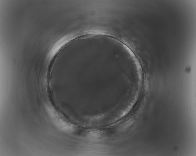 X0000116120199201001040957