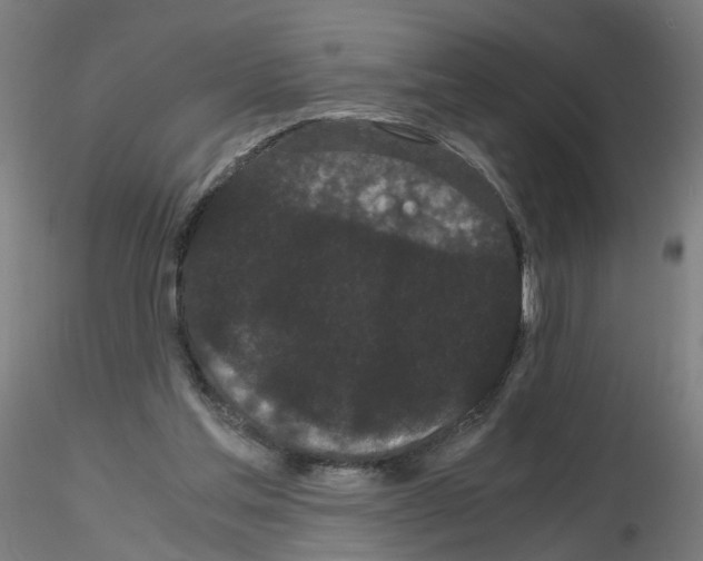 X0000116120205201001040957