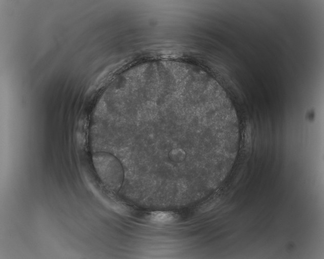 X0000116120218201001040957