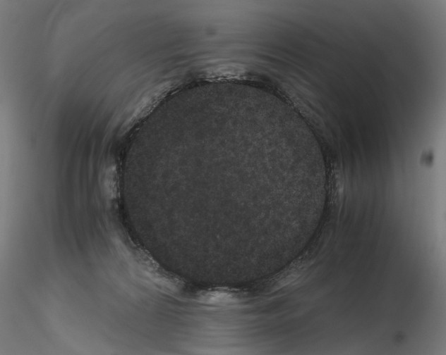 X0000116120224201001040957