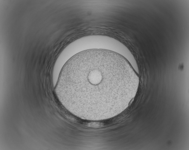X0000116120225201001040957