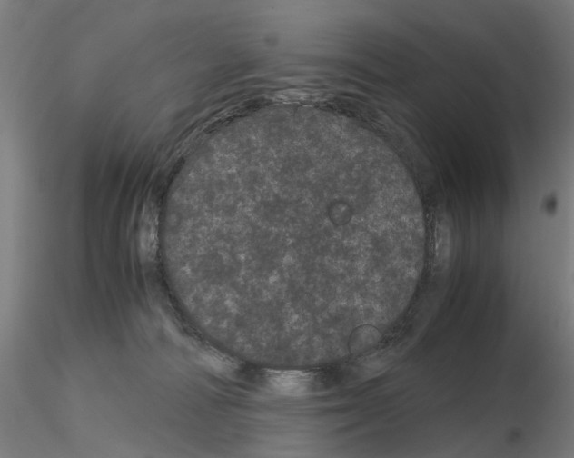 X0000116120226201001040957