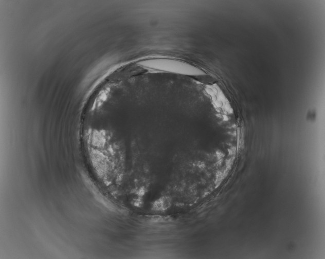 X0000116120243201001040956