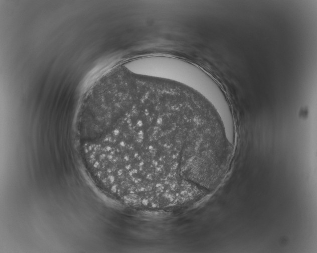 X0000116120245201001040956