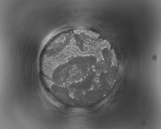 X0000116120246201001040956