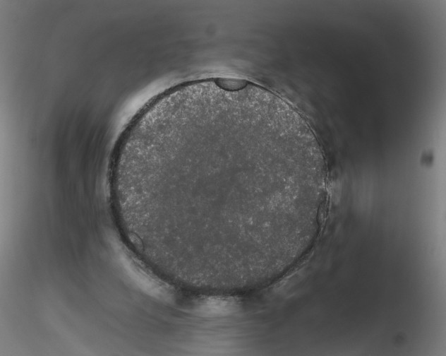 X0000116120248201001040956