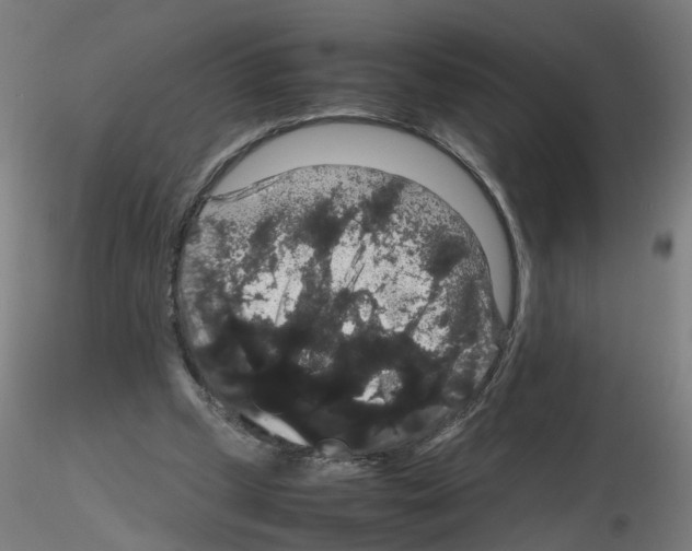 X0000116120249201001040956