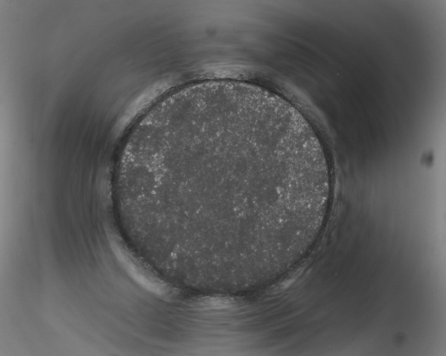 X0000116120250201001040956