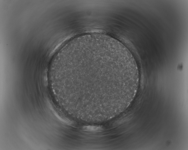 X0000116120251201001040956