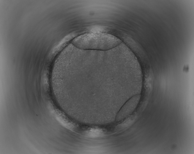 X0000116120256201001040956