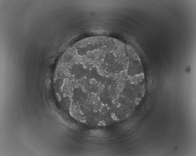 X0000116120259201001040956
