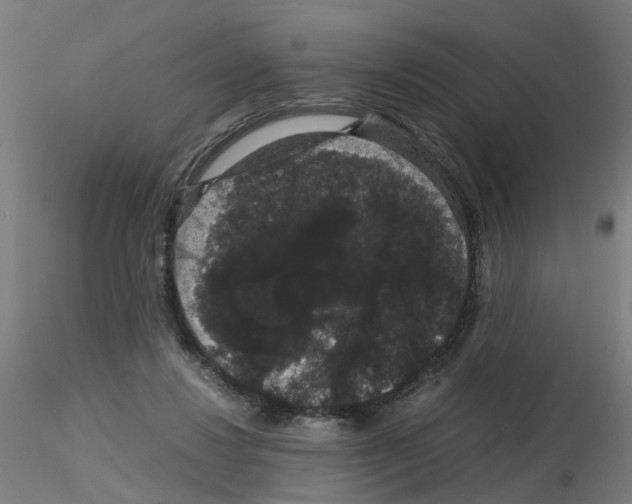 X0000116120260201001040956