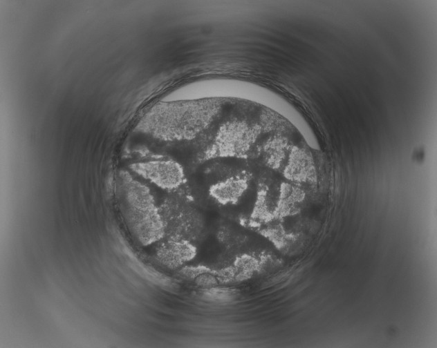 X0000116120261201001040956