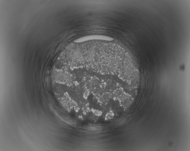 X0000116120263201001040956