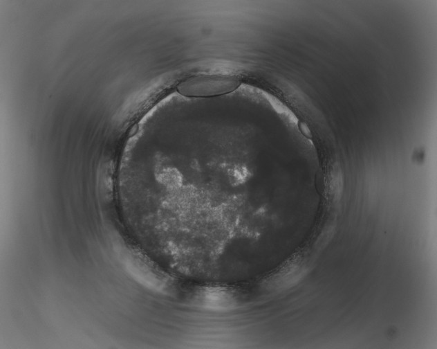 X0000116120264201001040956