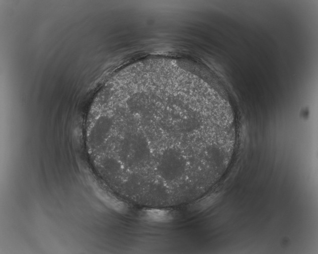 X0000116120265201001040956