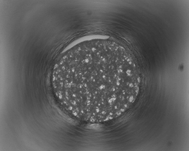 X0000116120269201001040956