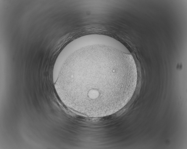 X0000116120288201001040957