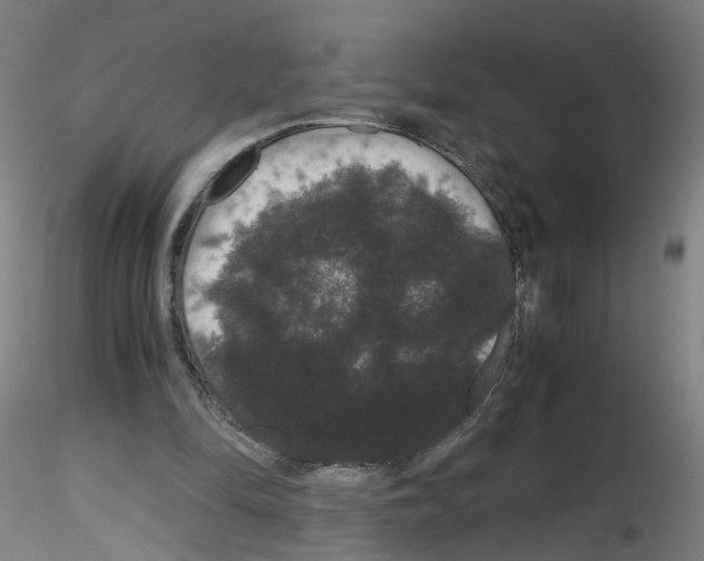 X0000116120294201001040956